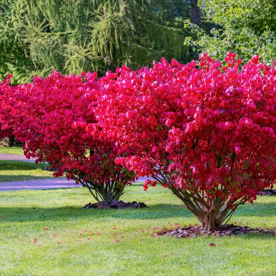 Красные кустарники для сада фото Купить саженцы Бересклет европейский "Red Cascade" (Рэд Каскад) Питомник растени