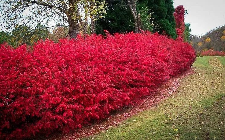 Красные кустарники для сада фото Burning Bush "Fireball" Urban garden, Garden shrubs, Garden landscaping
