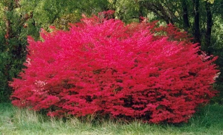 Красные кустарники для сада фото Pin on сад и огород