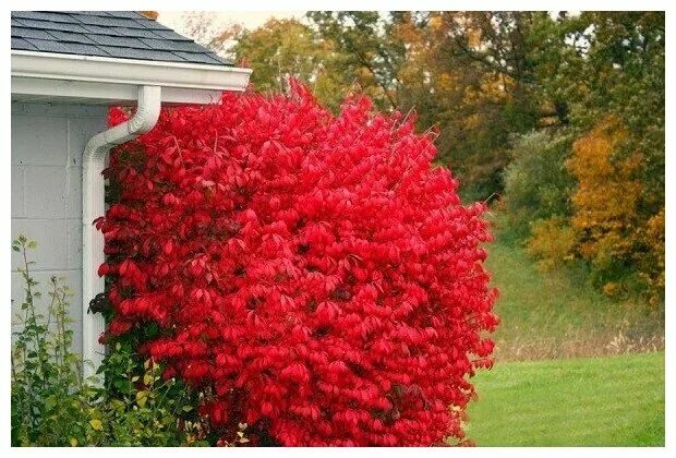 Красные кустарники для сада фото и названия Бересклет Крылатый (лат. Euonymus alatus) семена 25шт - купить по выгодной цене 