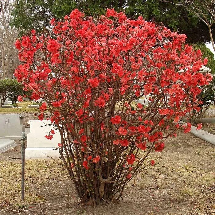 Красные кустарники для сада фото и названия Айва японская плодовая (Chaenomeles japonica) - купить саженцы в питомнике Южный