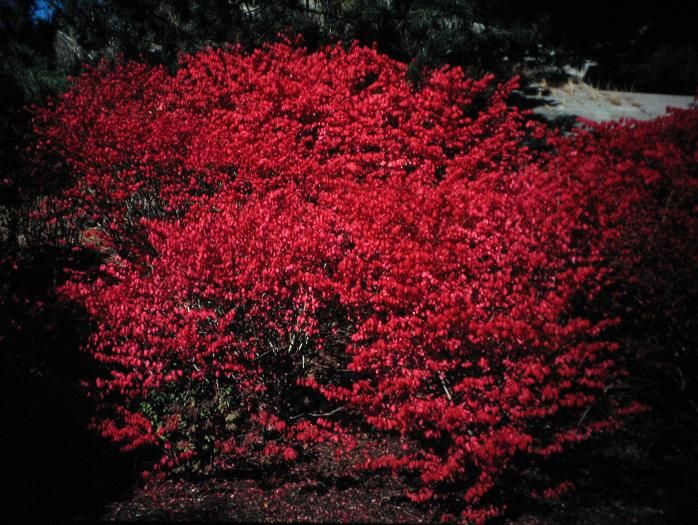 Красные кустарники фото Euonymus alata &#39;Compacta&#39