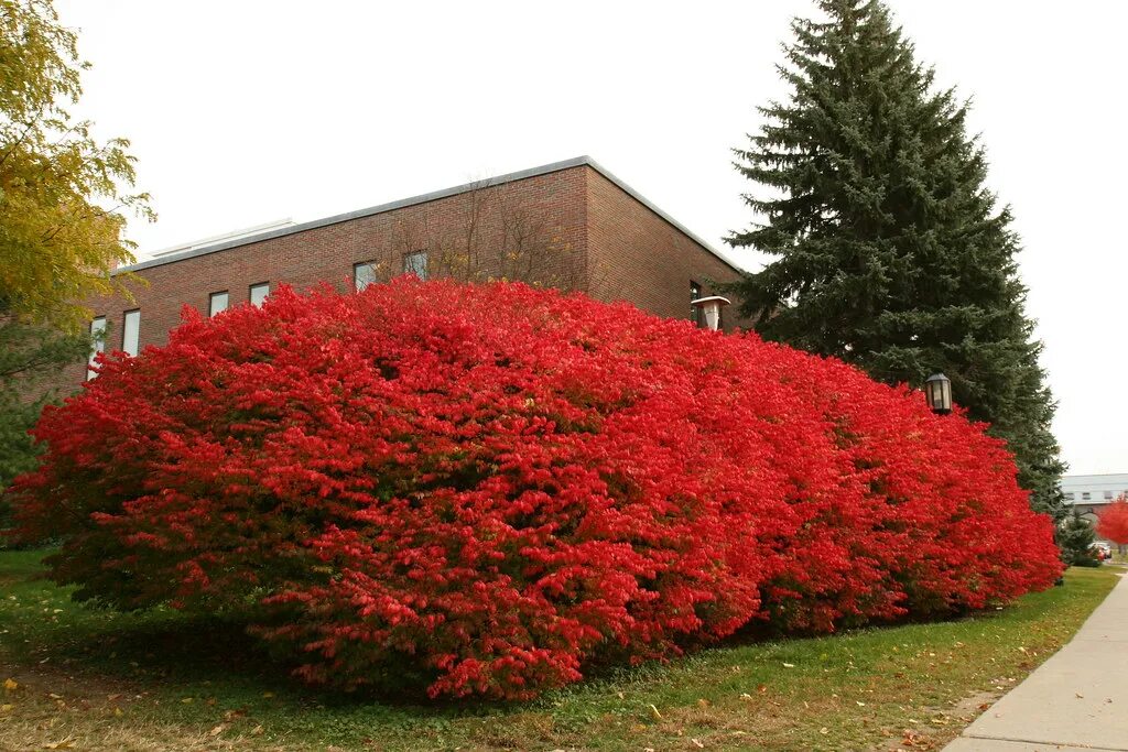 Красные кустарники фото Euonymus lunging toward camera Keene State College Ken Bergman Flickr