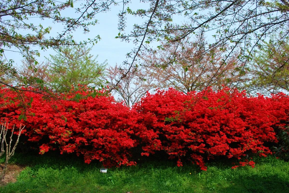 Красные кустарники фото Free Images : landscape, red, flower, bloom, tree, flora, vegetation, shrub, lea