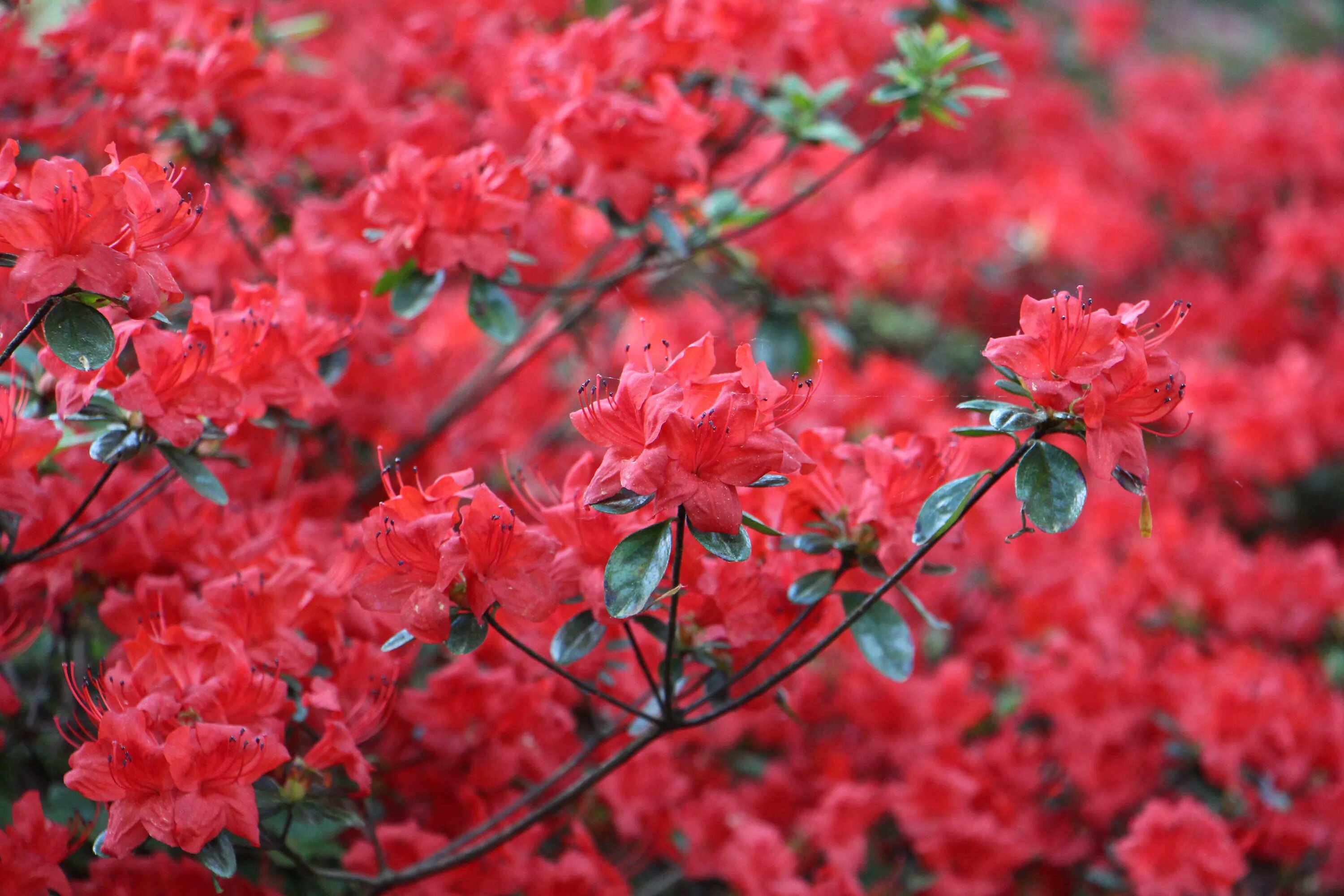Красные кустарники фото Free Images : tree, nature, blossom, leaf, flower, bloom, red, color, botany, fl