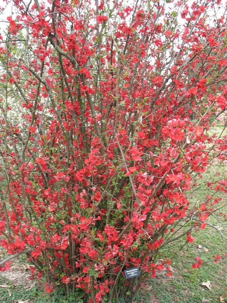 Красные кустарники фото Flowering Quince / ATTRACTS: Butterflies. Plant with Butterfly Bush which also a