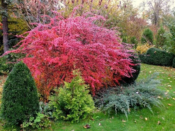 Красные кусты в ландшафтном дизайне название фото Pin på Garden
