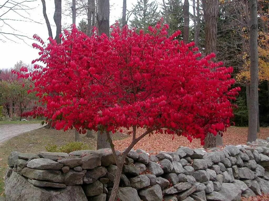 Красные кусты в ландшафтном дизайне название фото This burning bush shouts with color