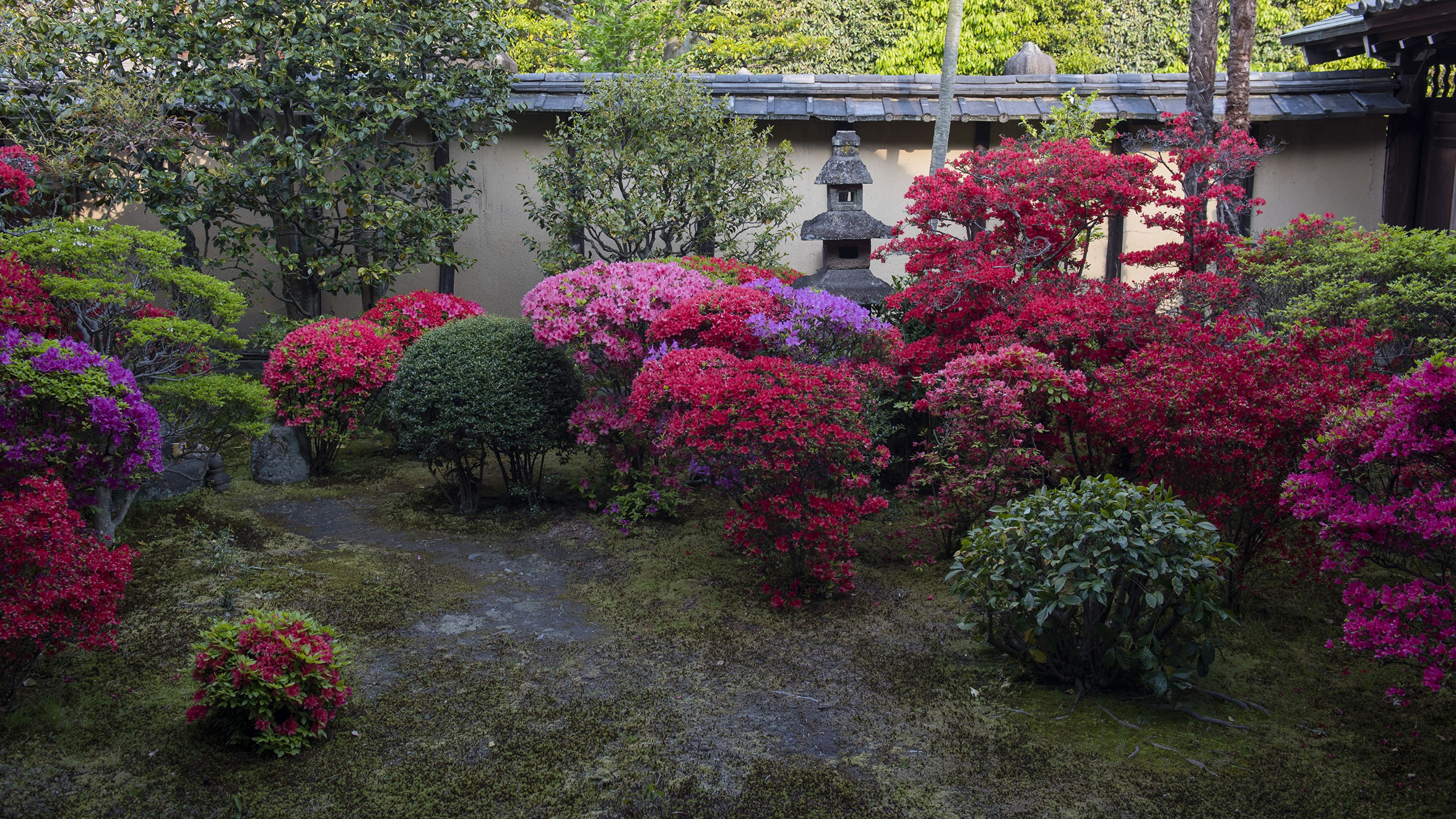 Красные кусты в ландшафтном дизайне название фото Kyoto Japan Nature Parks: Rhododendron Bush