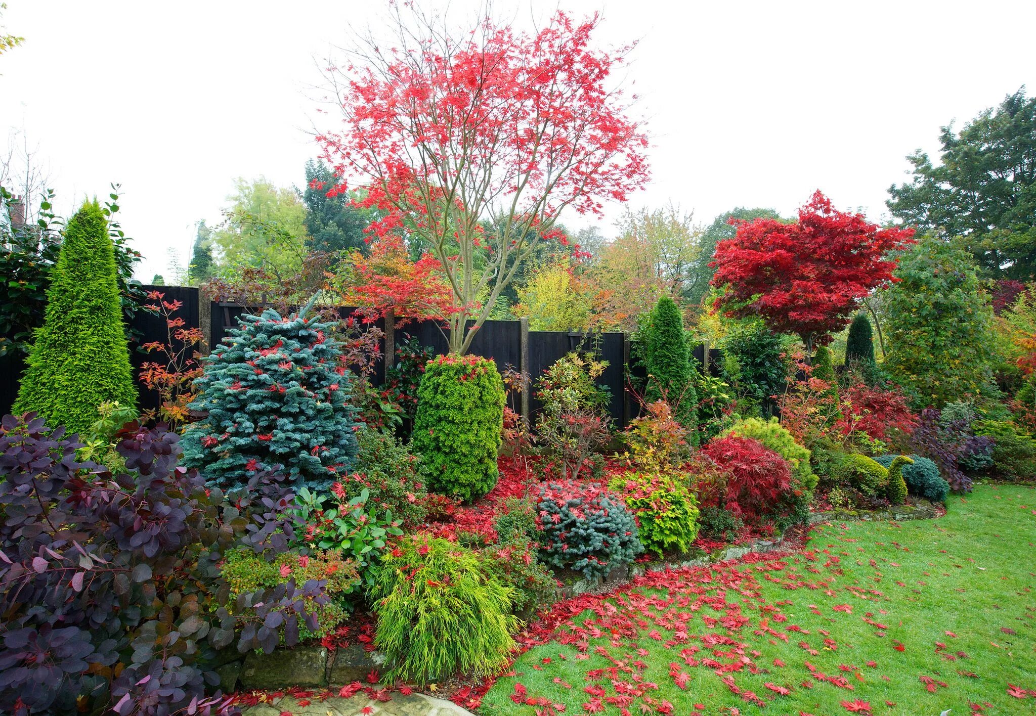 Красные кусты в ландшафтном дизайне название фото Autumn leaves of Acer palmatum 'Trompenburg' are quickly falling Autumn garden, 