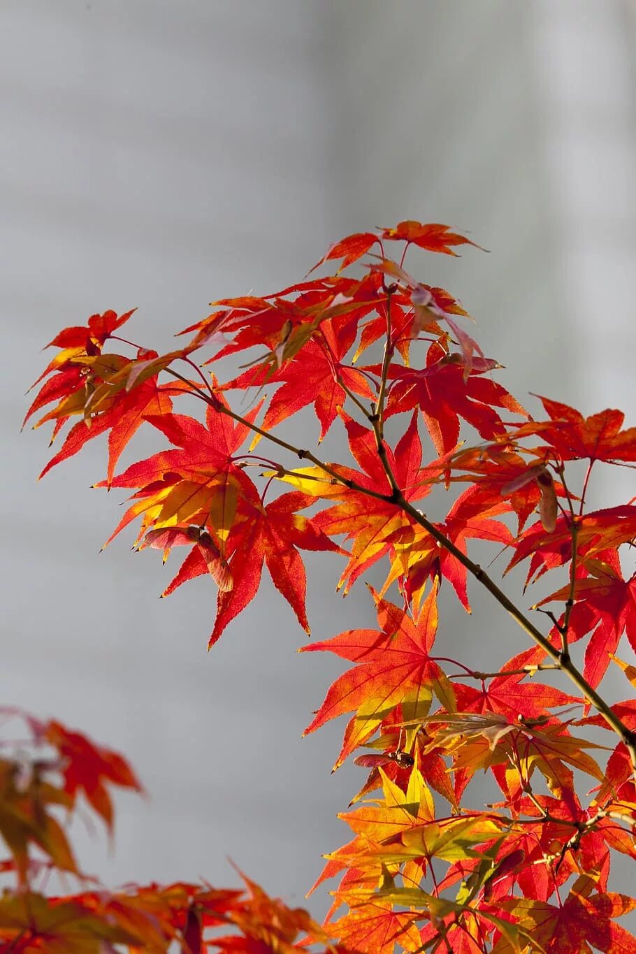 Красные листья клена фото autumn leaves, autumn, red, nature, leaves, the leaves, landscape, seoul, wood, 