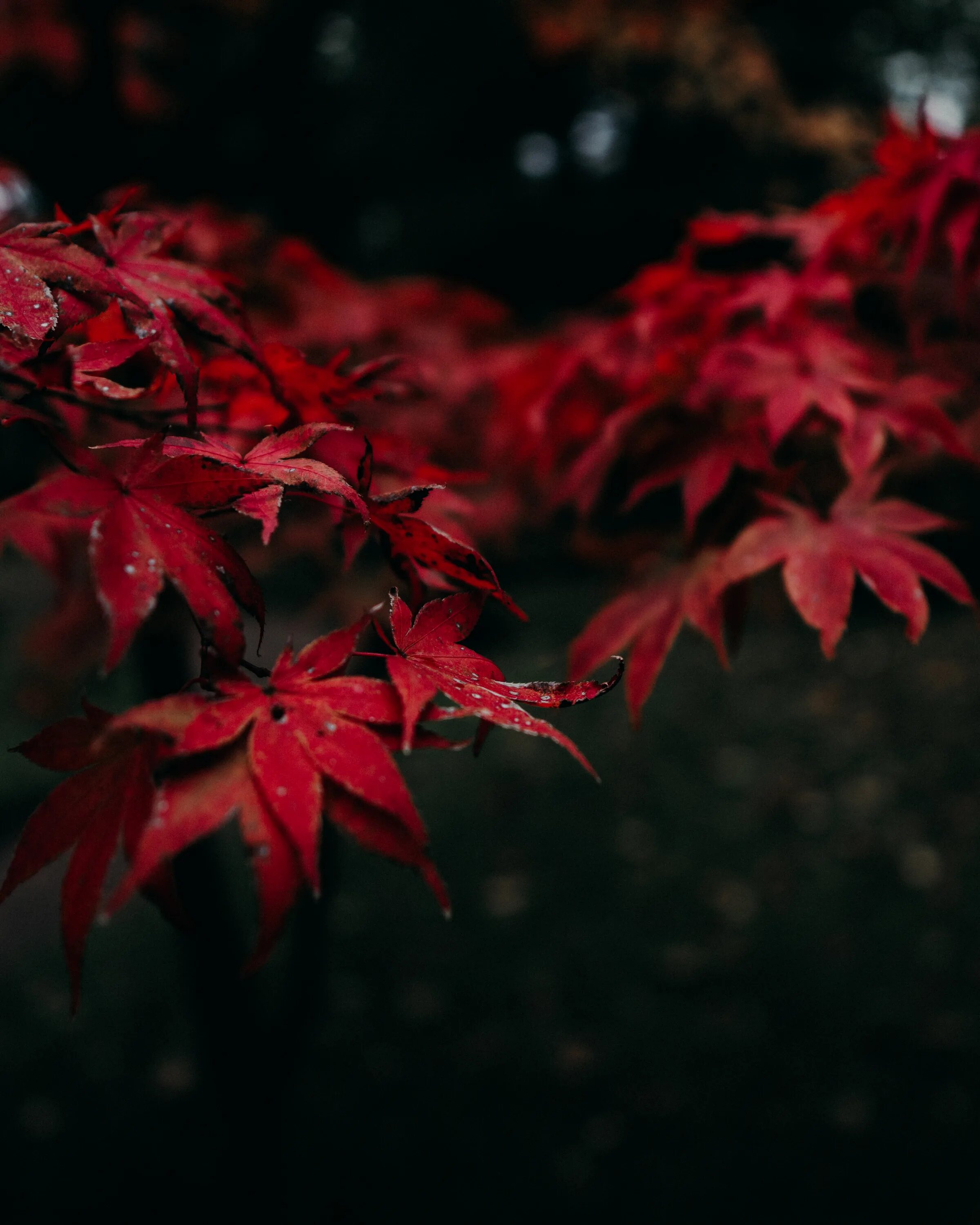 Красные листья клена фото Free Images : red, tree, maple leaf, Black maple, deciduous, woody plant, flower