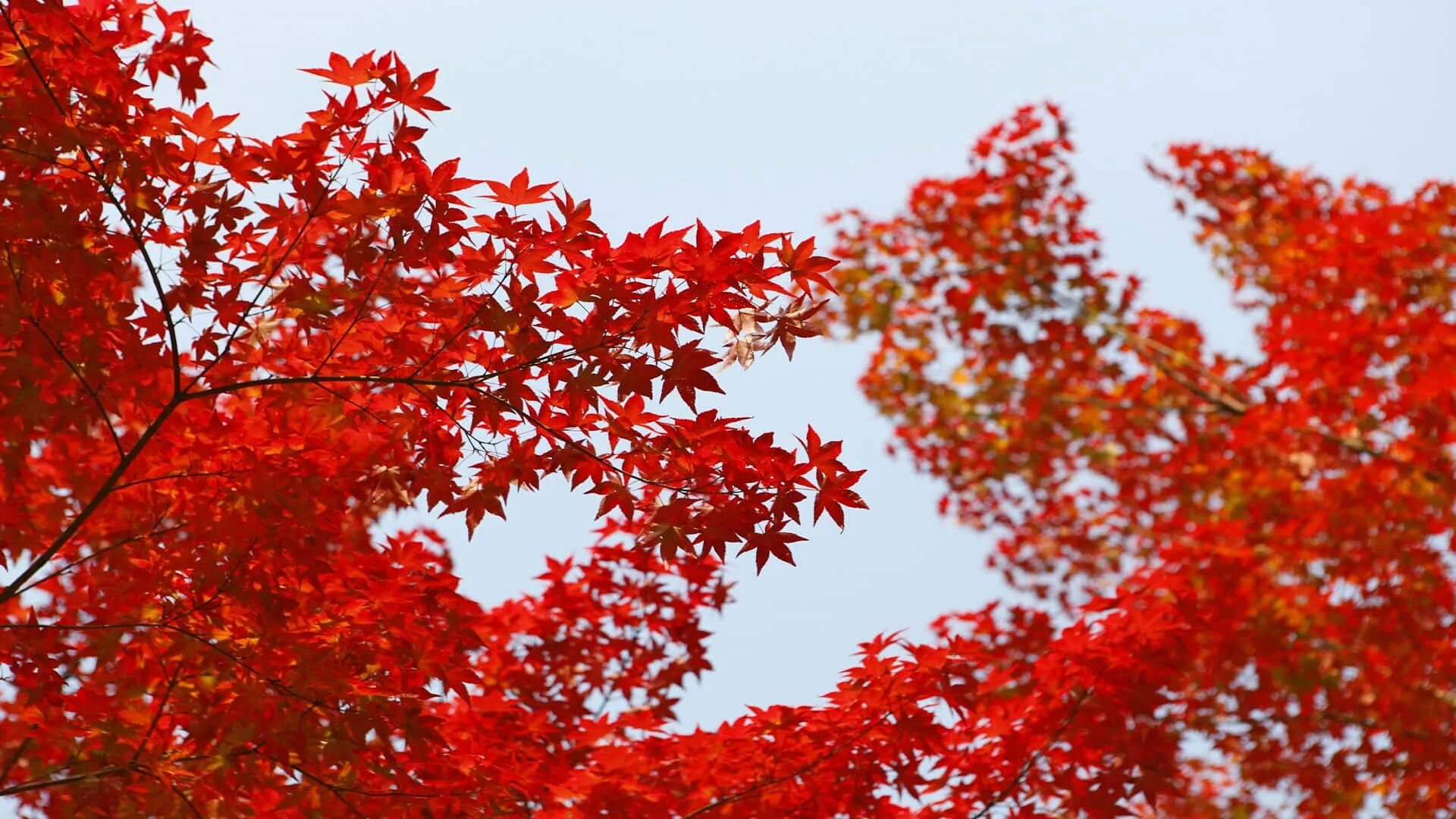 Красные листья клена фото Download Autumn Red Maple Leaves Desktop Background Wallpaper Wallpapers.com