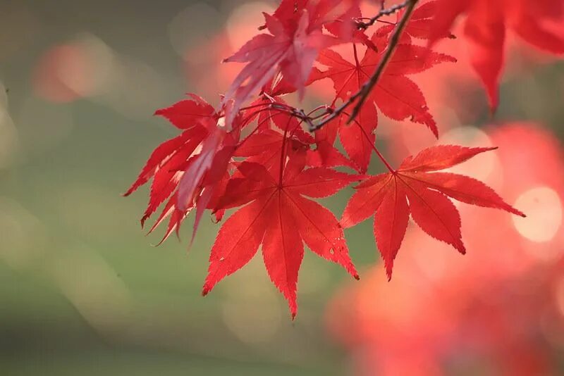 Красные листья клена фото Maples (Explored) Red leaf plant, Red maple tree, Plants