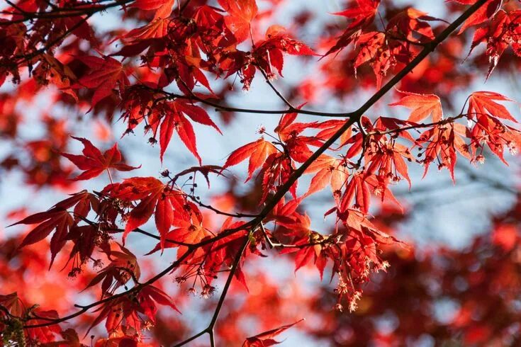 Красные листья клена фото #branch #bright #close up #color #environment #flora #growth #leaves #nature #ou