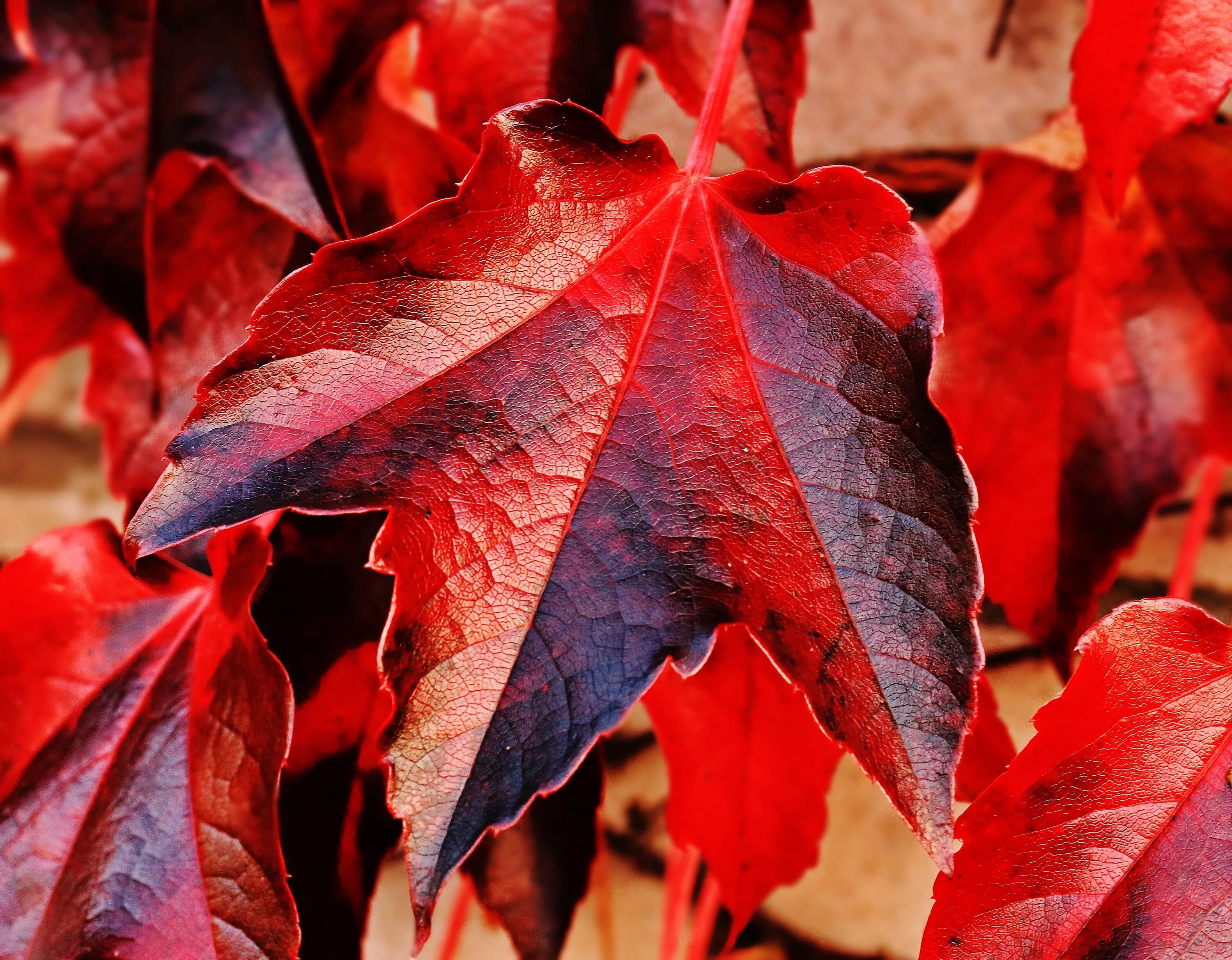 Красные листья осенью фото Wallpaper : leaves, red, branch, ivy, color, autumn, flower, season, petal, land