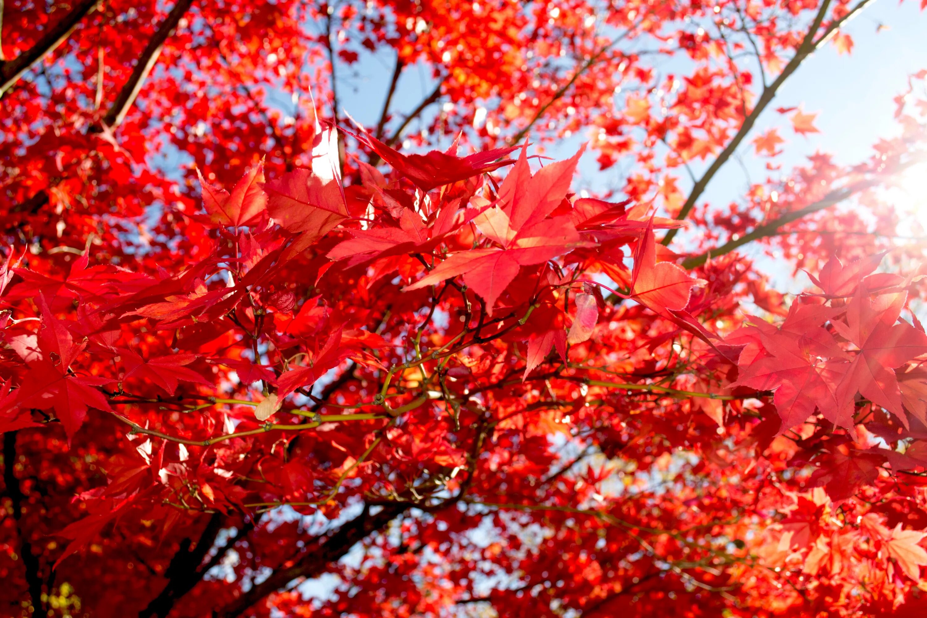 Красные листья осенью фото Free Images : branch, blossom, sunlight, flower, red, autumn, season, maple tree
