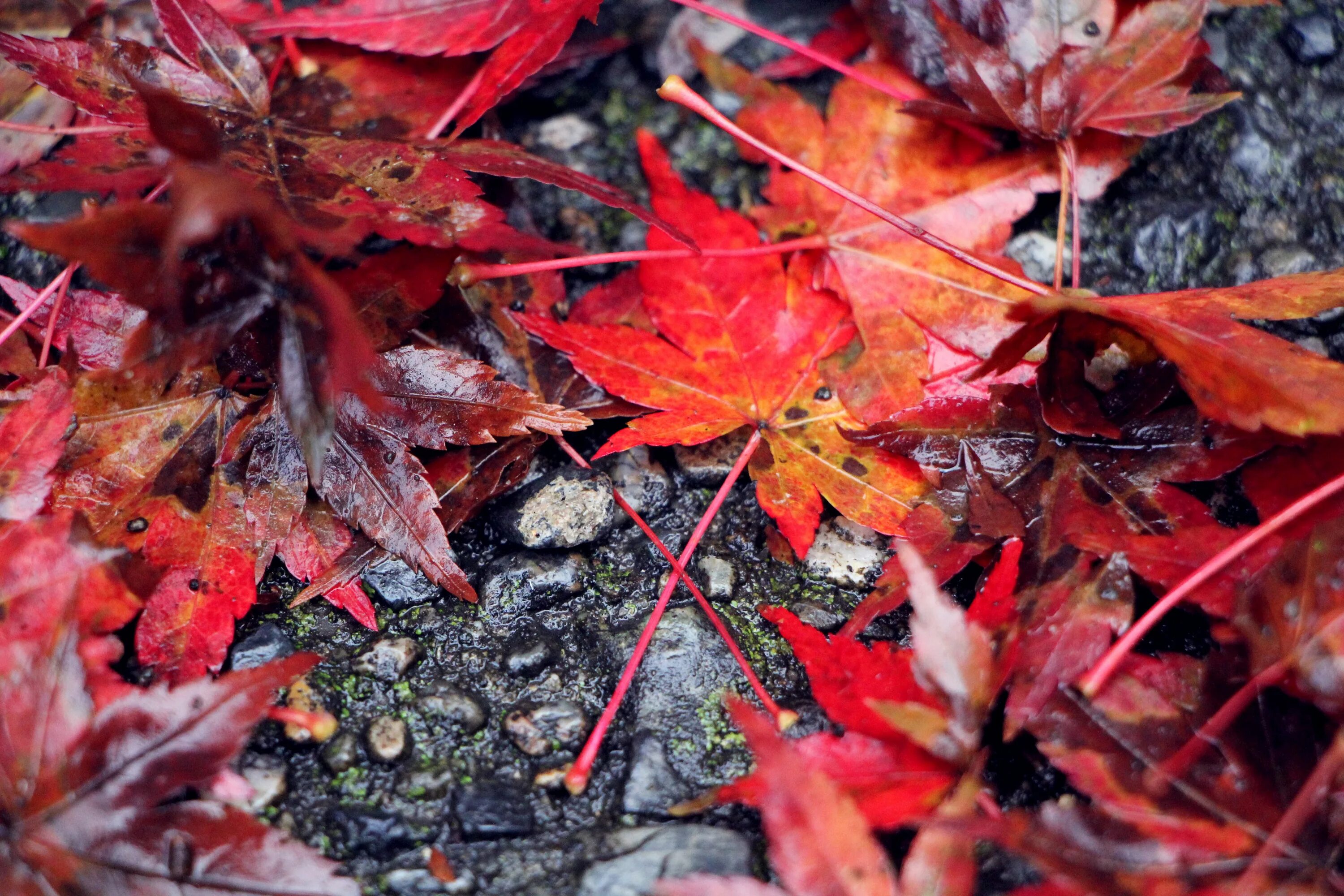 Красные листья осенью фото Free Images : flower, red, autumn, season, maple tree, maple leaf, shrub, flower