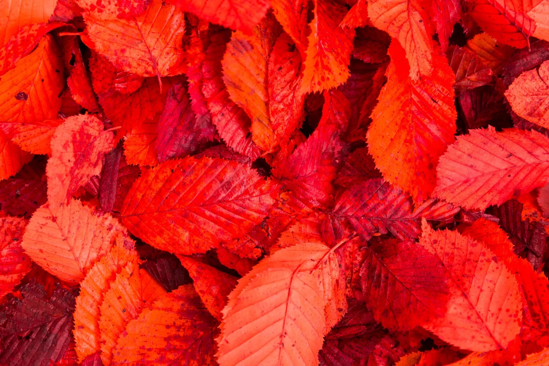 Красные листья осенью фото Edit free photo of Abstract,autumn,background,bright,fall - needpix.com