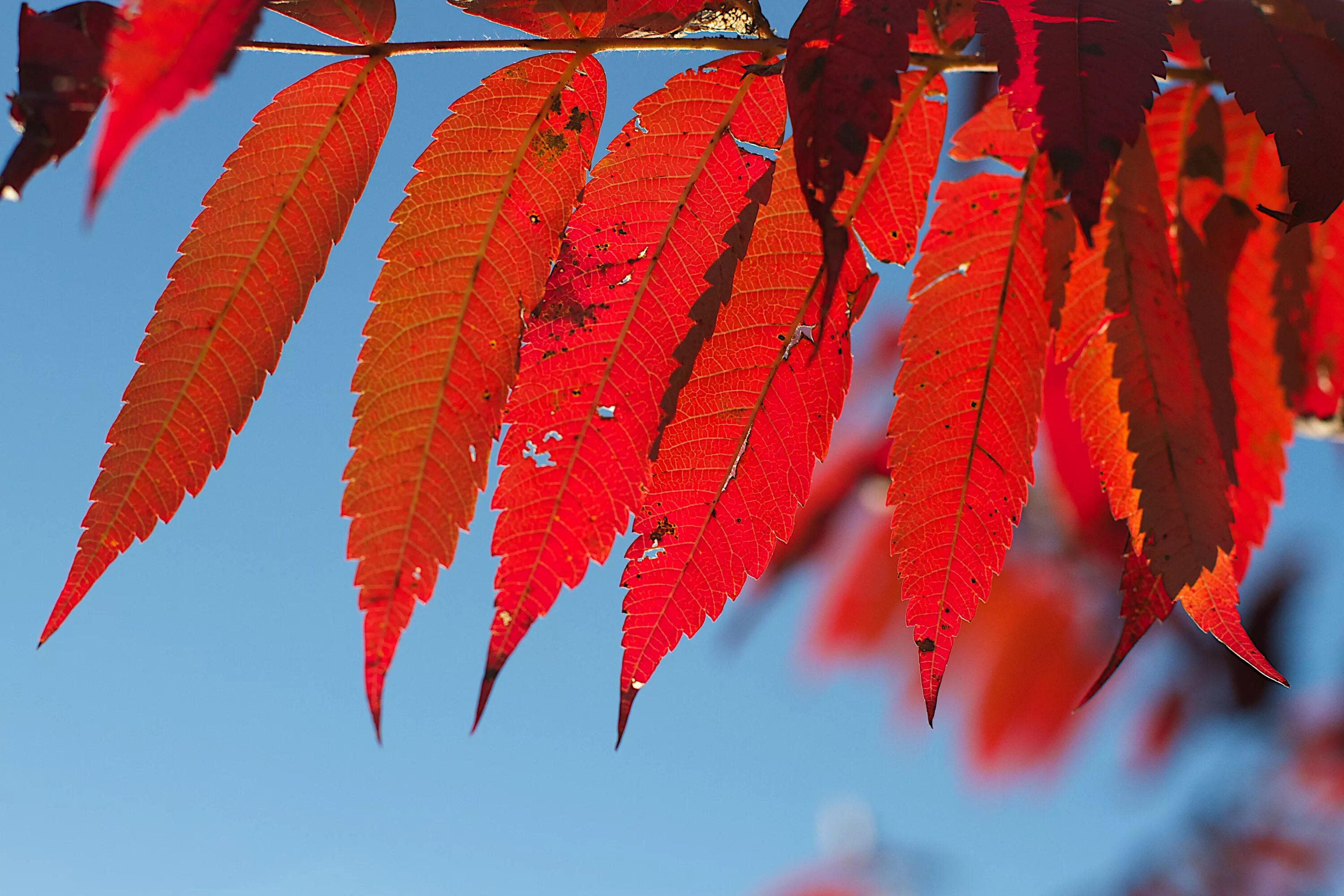 Красные листья осенью фото Free Images : branch, flower, red, color, autumn, season, maple tree, maple leaf