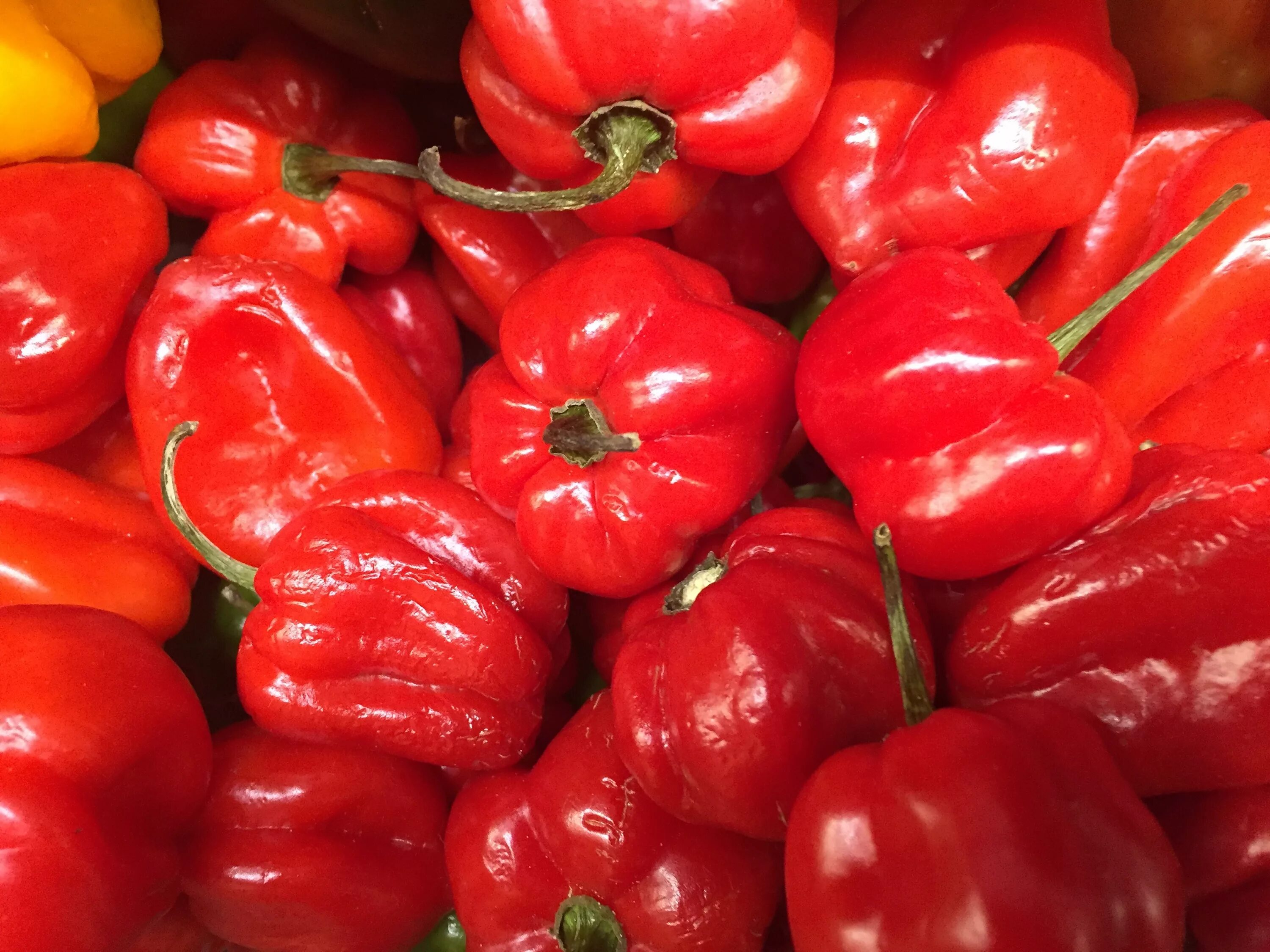 Красные овощи фото Free Images : fruit, food, produce, vegetable, bell pepper, paprika, flowering p