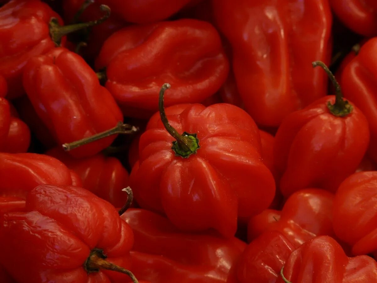 Красные овощи фото Free Images : sharp, fruit, food, produce, vegetable, market, tomato, vegetables