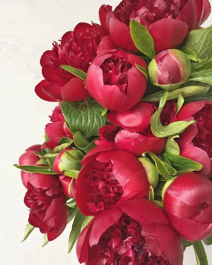 Красные пионы фото P E O N I E S ❤ ️❤ ️❤ #summersfloral #peonies #summersfloralenmasse Decoração, Arr