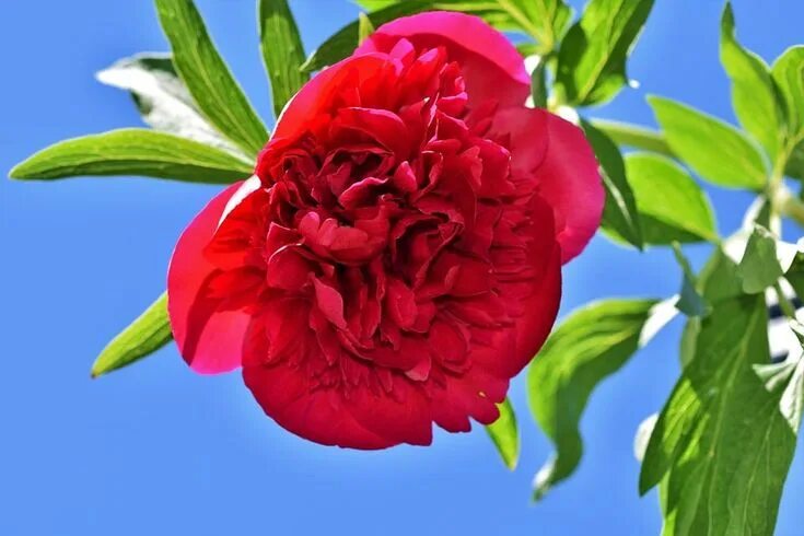Красные пионы фото 40+ Types of Red Flowers with Pictures FlowerGlossary.com Red flowers, Amazing f