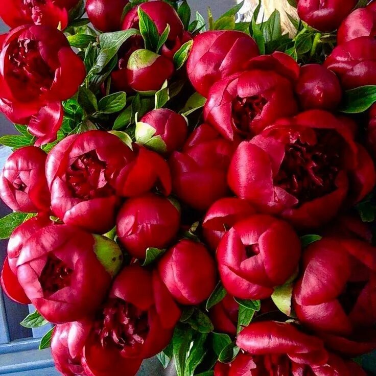 Красные пионы названия фото Pin van Maha Almofti op Flowers market Bloemen, Pioen, Tuin