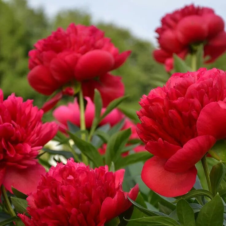 Красные пионы названия фото Red Magic Peony, Paeonia lactiflora American Meadows