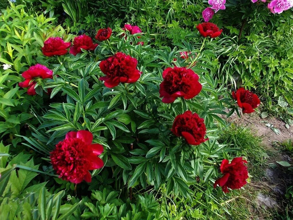 Красные пионы названия фото Корни - купить с доставкой по выгодным ценам в интернет-магазине OZON (607075279