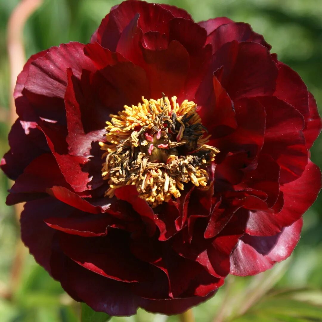 Красные пионы названия фото Red Glory - Rottaler Pfingstrosen - magic garden paeonies