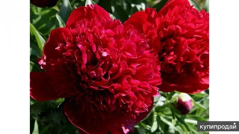 Красные пионы названия фото Пионы махровые Великие Луки