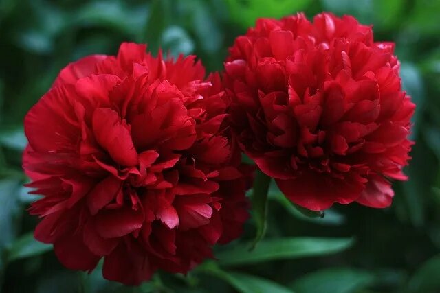 Красные пионы названия фото Red Peonies Red peonies, Red plants, Peonies garden