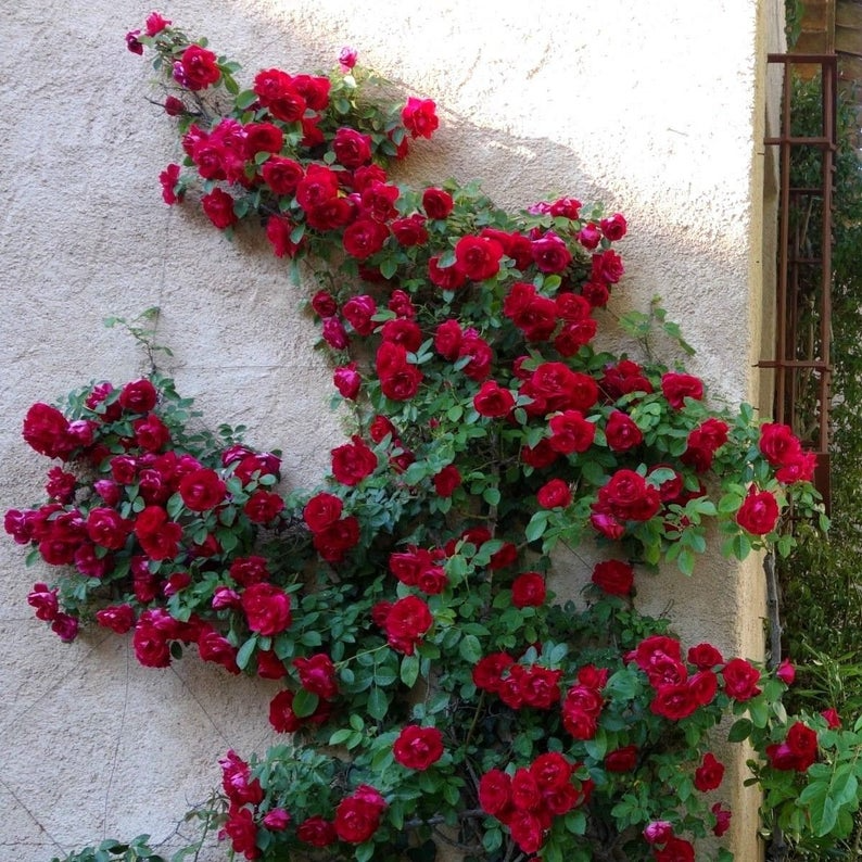 Красные плетистые розы фото CLIMBING RED ROSE Rosa Bush Hardy Zones 3-9 Scarlet Double - Etsy Red climbing r
