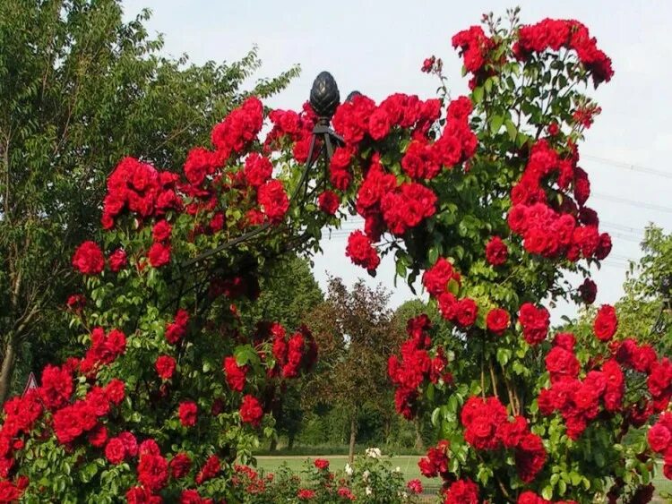Красные плетистые розы фото Amadeus