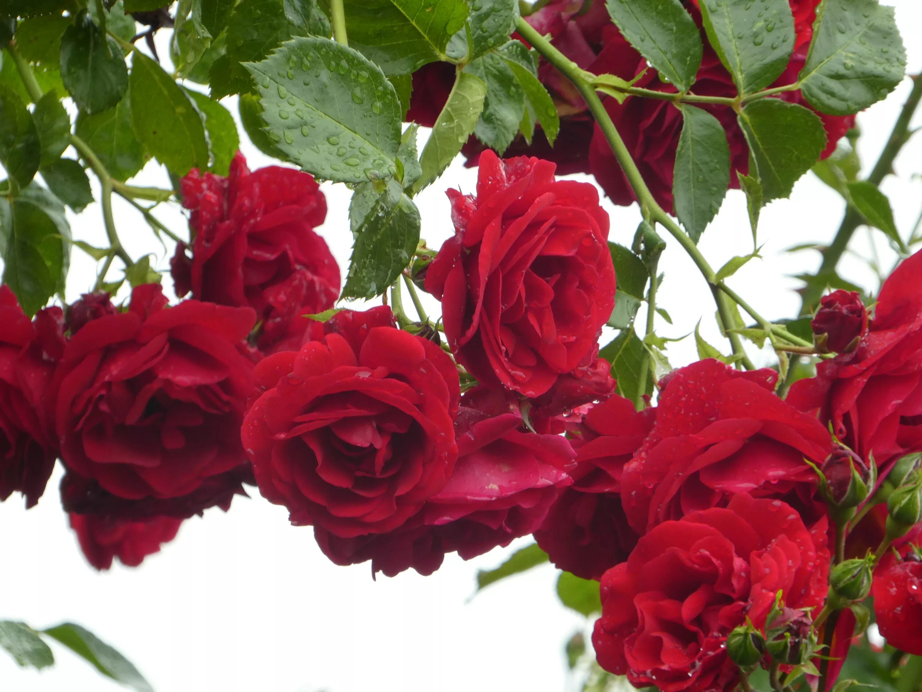 Красные плетистые розы фото Free Images : petal, bloom, red, shrub, floristry, floribunda, filled, rose gree