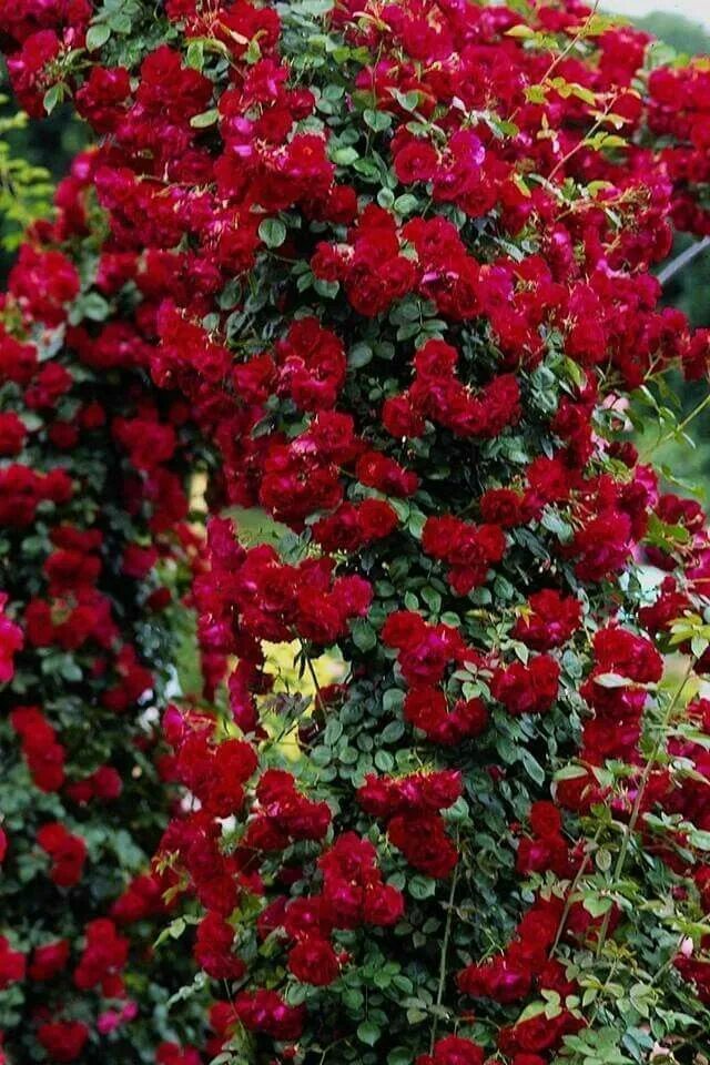 Красные плетистые розы фото Pin by Anita Kay Carlton Ferrer on plants nd flowers Easy garden, Beautiful gard