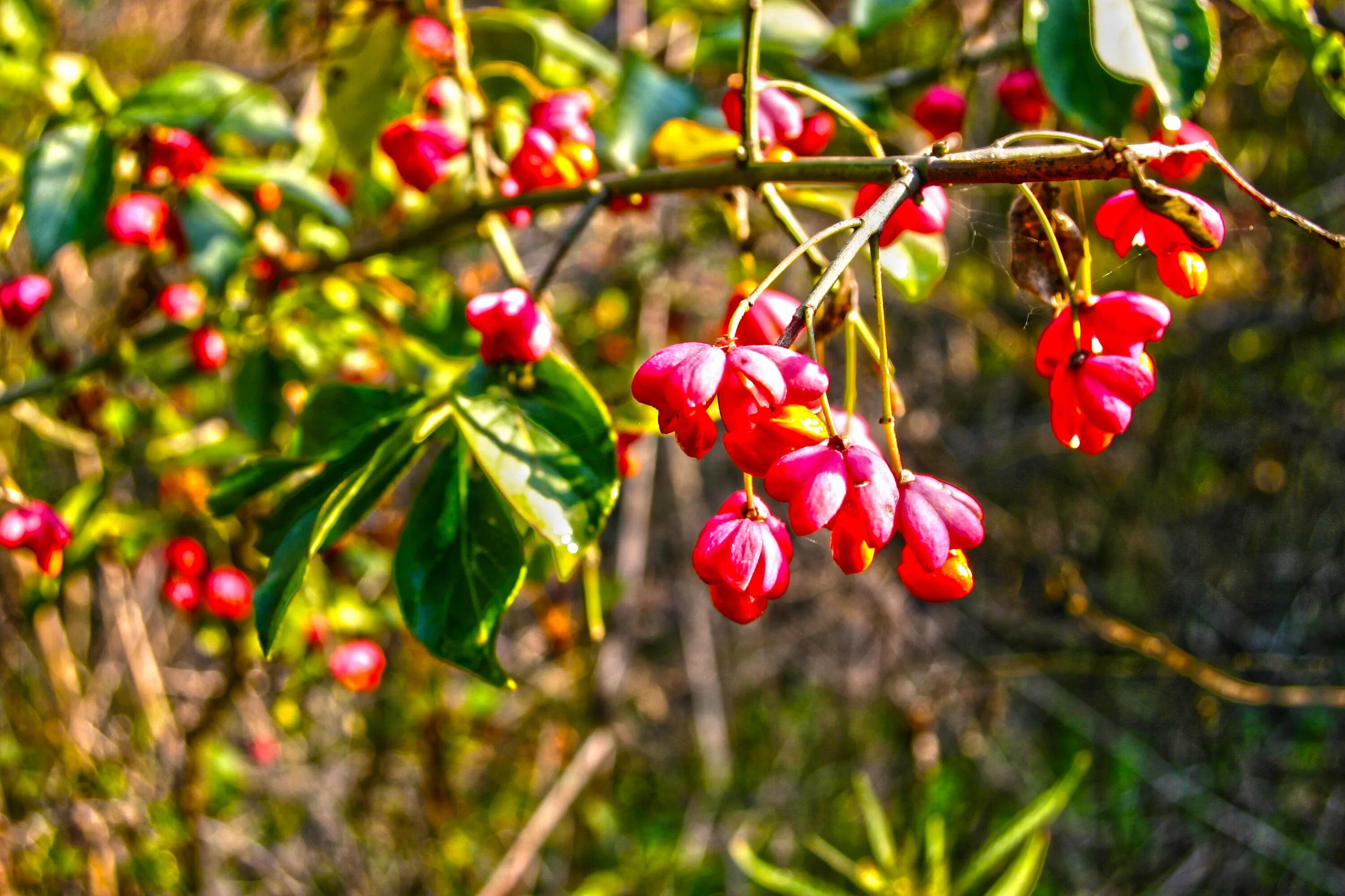 Красные плоды фото Free Images : tree, nature, branch, blossom, fruit, berry, leaf, flower, food, r