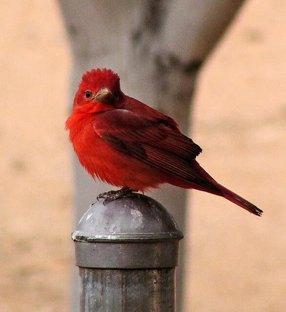 Красные птицы фото What a guy!!!! 'Life' bird for us! Beautiful birds, Pet birds, Pretty birds