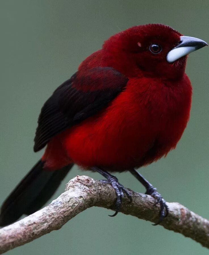 Красные птицы фото Ravenwhimsy's Wonderful World - rime-s: rime_s.tumblr.com Beautiful birds, Most 