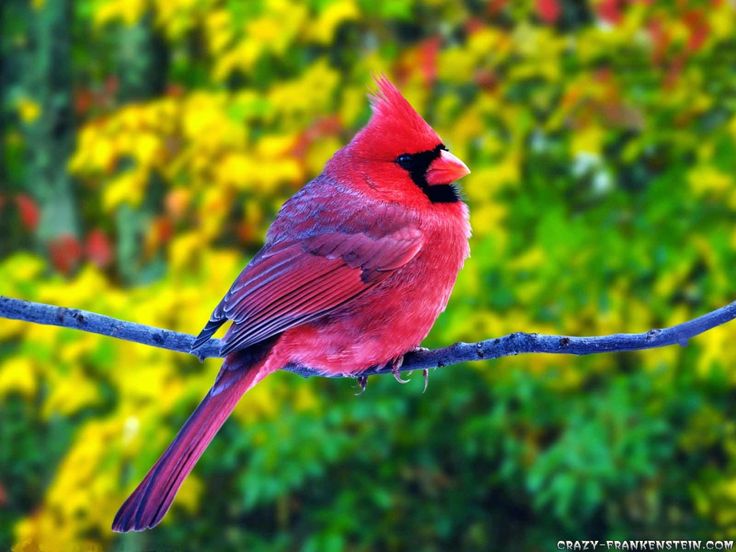 Красные птицы фото Beautiful bird wallpaper, Most beautiful birds, Pet birds