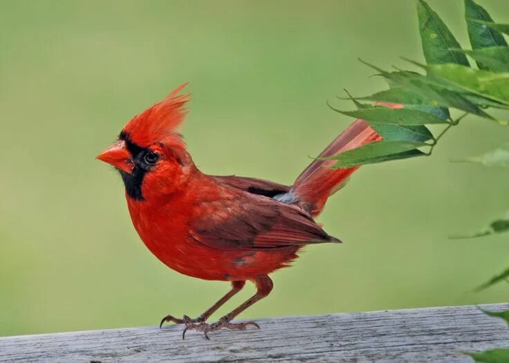 Красные птицы фото See a Red Bird Bird, Red birds, Animals