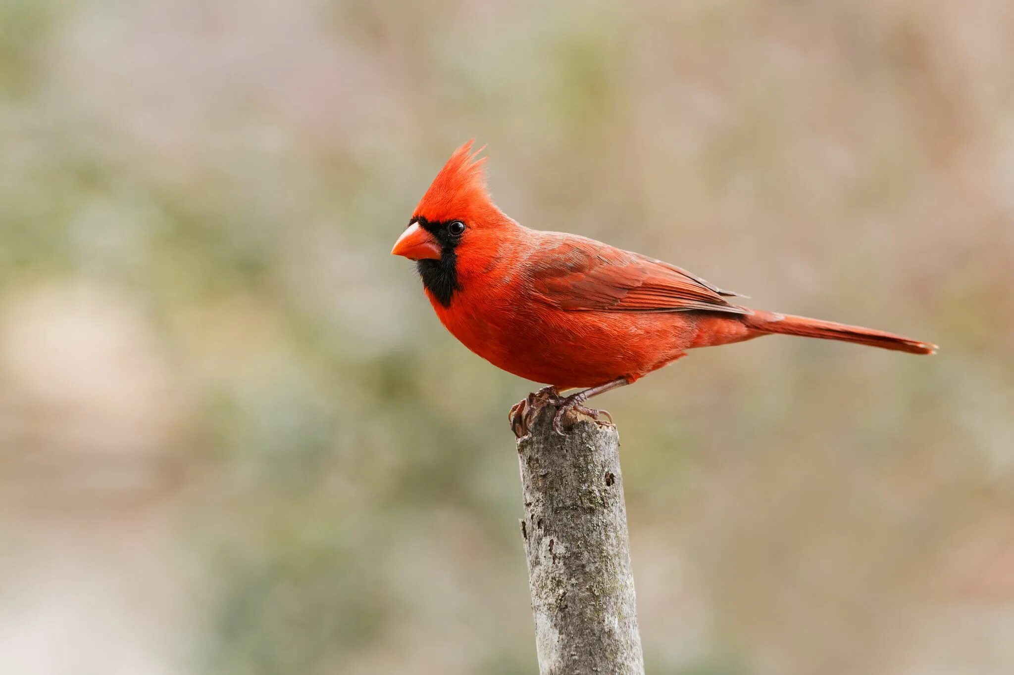 Красные птицы фото Northern Cardinal Backyard birds, Cardinal birds, Bird