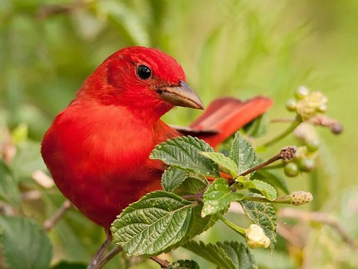 Красные птицы фото Gepind van kepguru Bird photo, Birds, Duck species