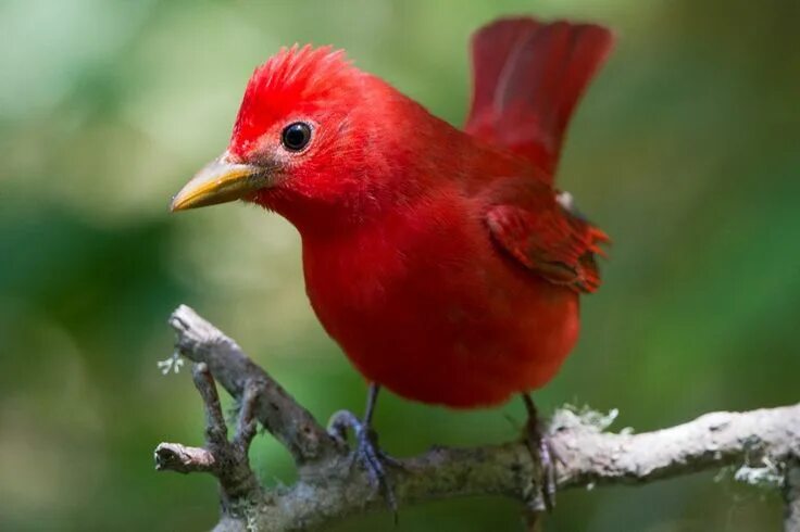 Красные птицы фото 5 Types of Bird of Paradise Plants Red birds, Red pictures, Bird