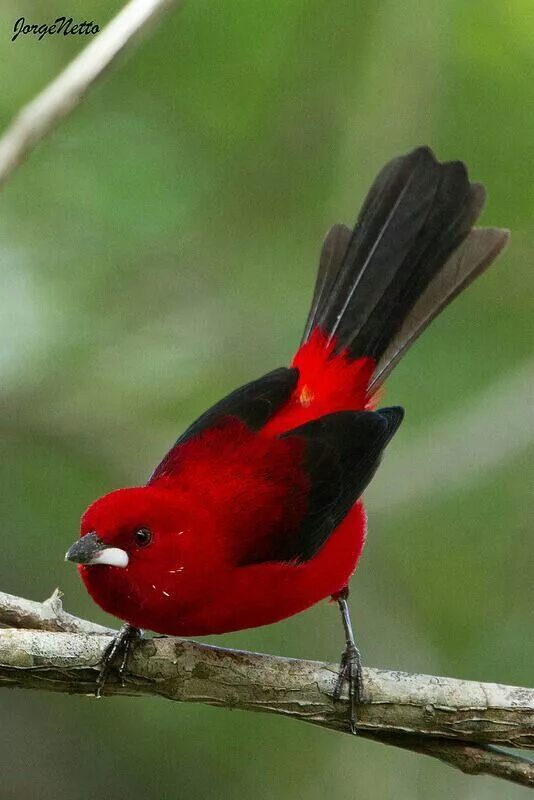 Красные птицы фото Pin on AVES BELLAS Y MAJESTUOSAS Beautiful birds, Pet birds, Exotic birds
