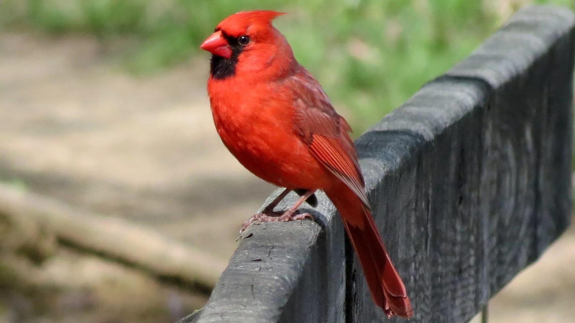 Красные птицы фото Free Images : nature, fence, rail, male, wildlife, portrait, red, beak, fauna, s