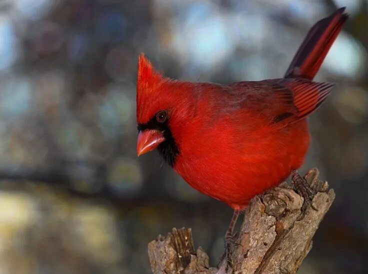 Красные птицы название фото Unnamed Bird, Animals beautiful, Red birds