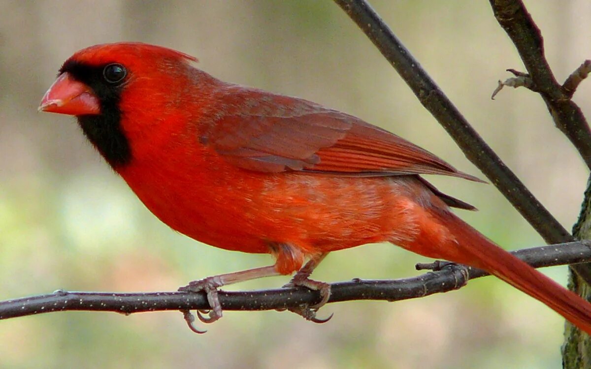 Красные птицы название фото List of birds of Indiana - Wikipedia